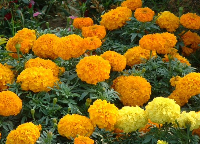 萬壽菊食用安全