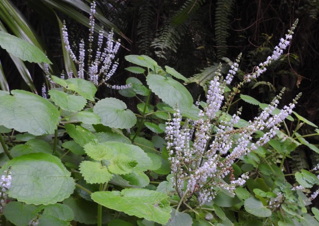 芳香木種植間隔