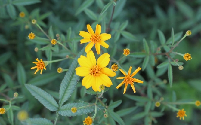 萬壽菊葉片變小原因