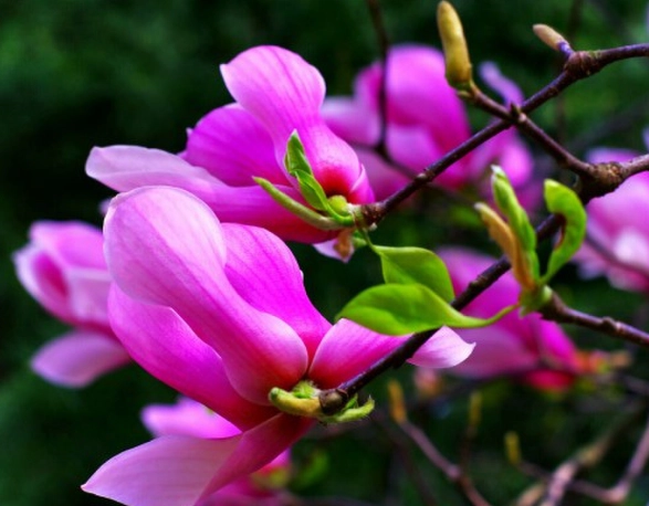 玉蘭花照顧