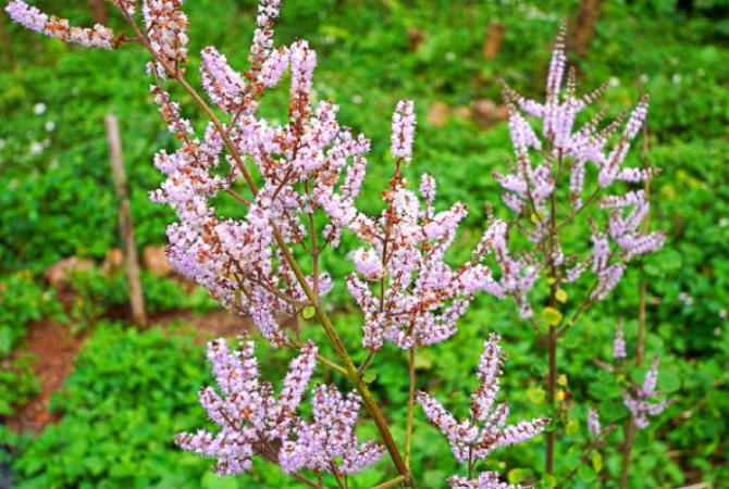 左手香種植方法