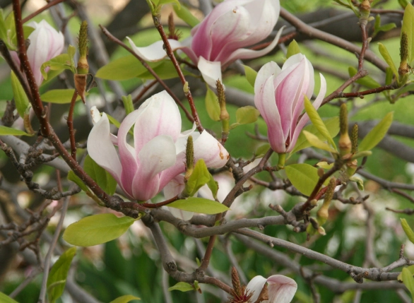 玉蘭花開花時間