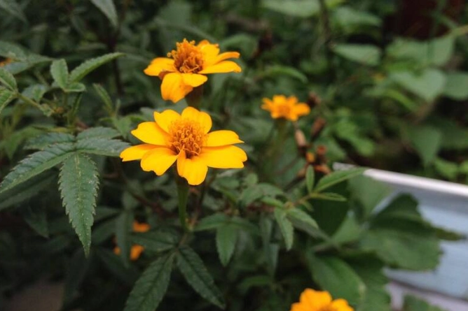 萬壽菊枯萎原因