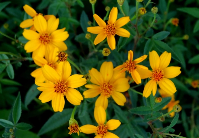 萬壽菊食用安全