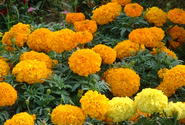 萬壽菊枯萎原因