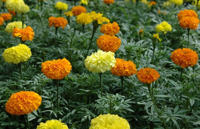 萬壽菊葉片變小原因