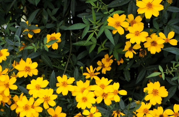 芳香萬壽菊功效