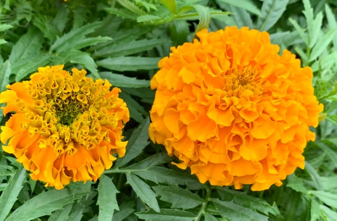 萬壽菊種類比較