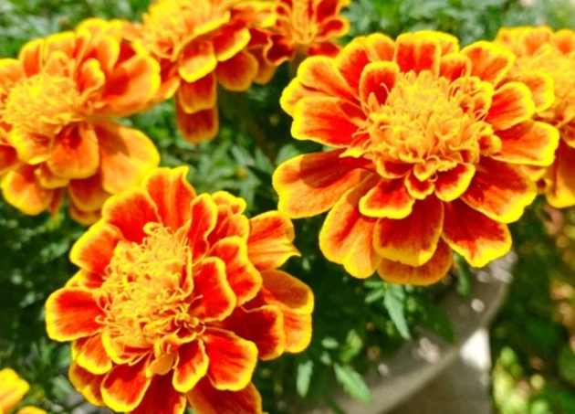 預防萬壽菊發霉