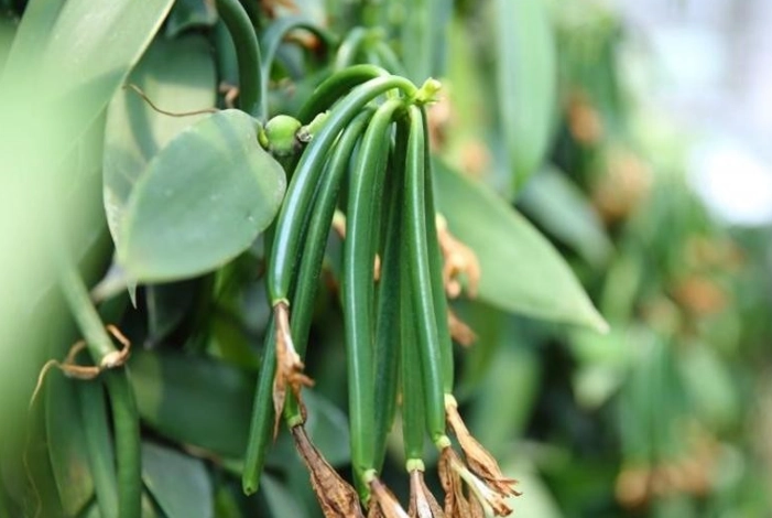 香草種植豆莢方法