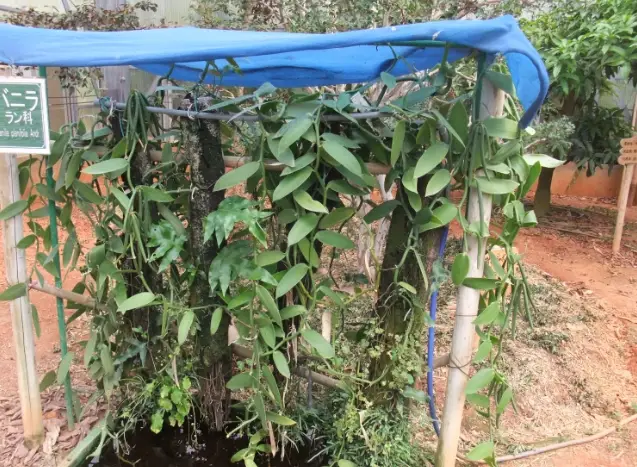 香草種植豆莢方法
