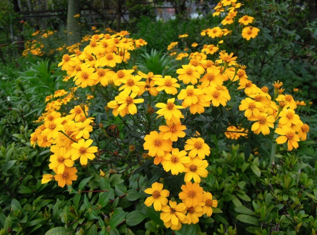 芳香萬壽菊泡法