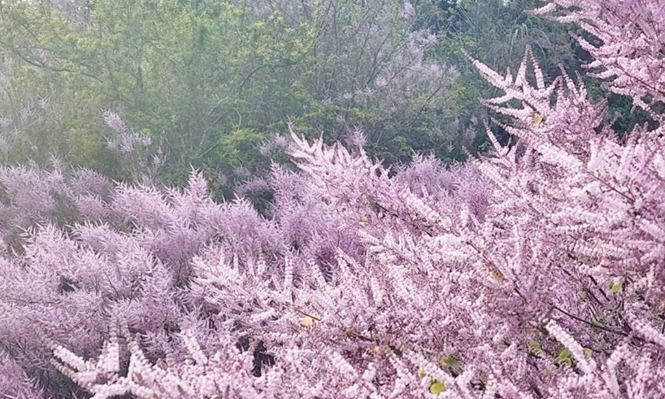 麝香木左手香功效