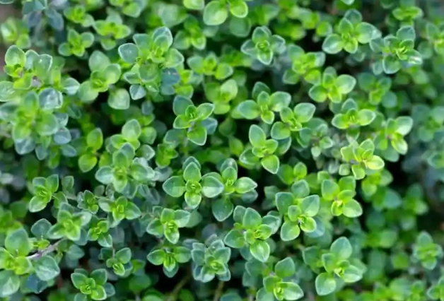 百里香茶怎麼泡