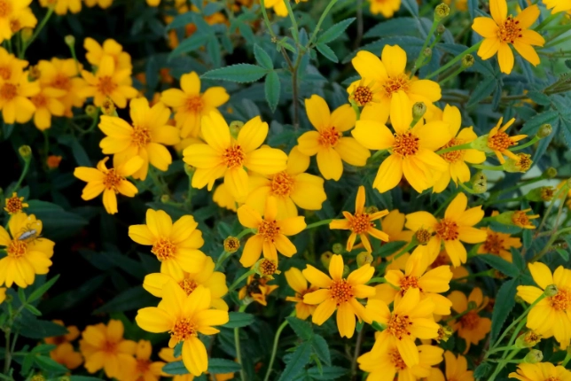 芳香萬壽菊 萬壽菊 差別