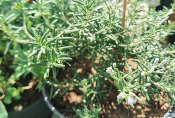 阳台香草种植