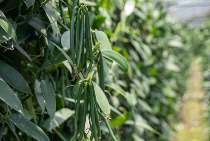 香草豆莢栽培技巧