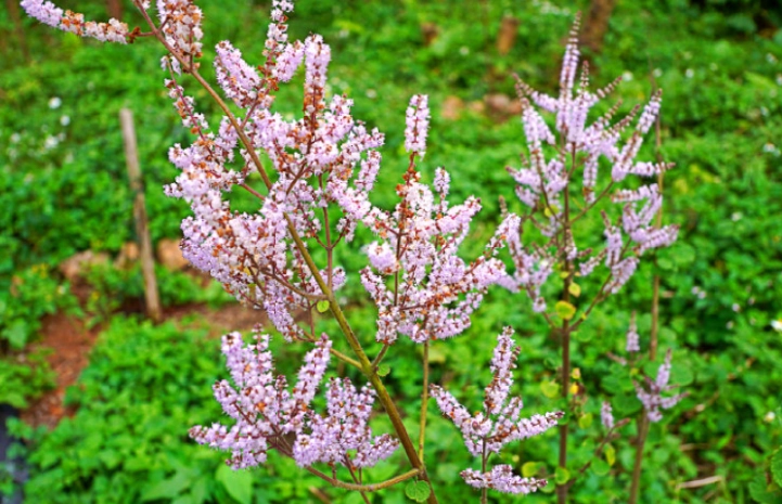 麝香木栽培距離