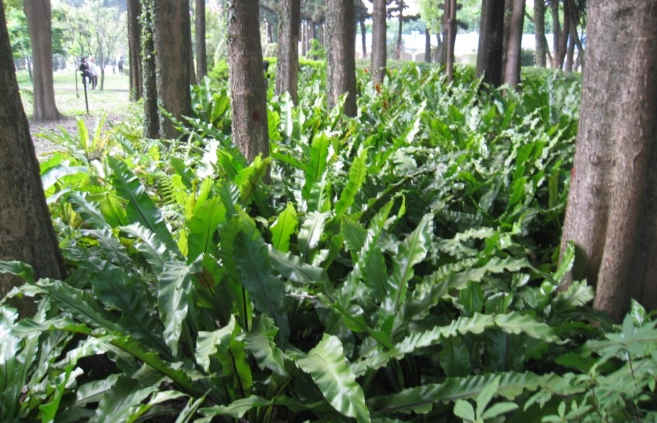 室內山蘇栽培 室內山蘇栽培