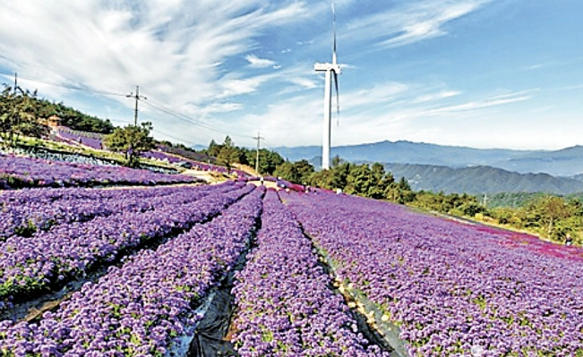 阳台香草种植