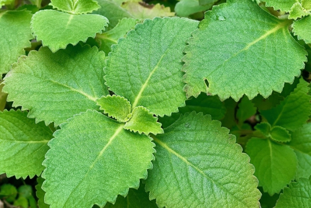 左手香種植方法