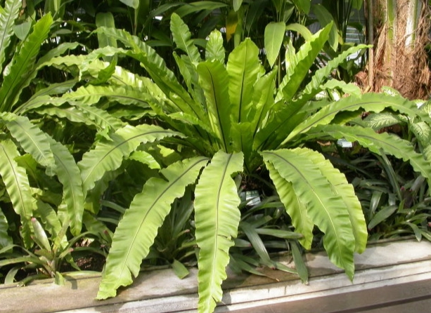 南洋山蘇花 養護