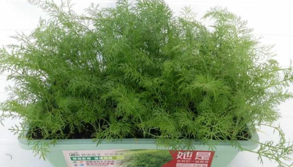 香港香草种植