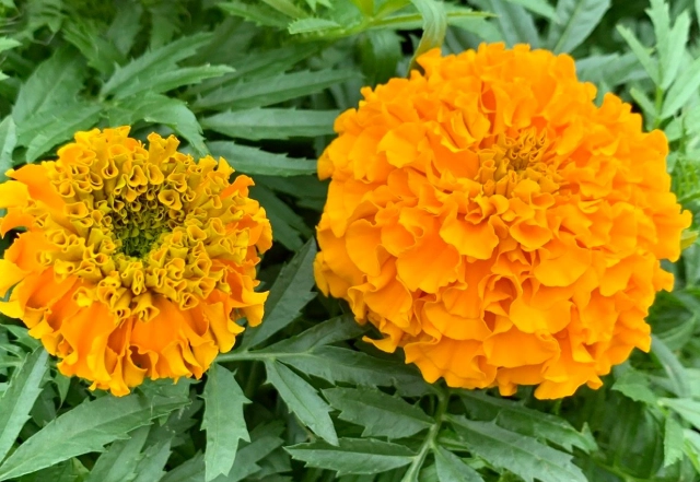 芳香萬壽菊泡法