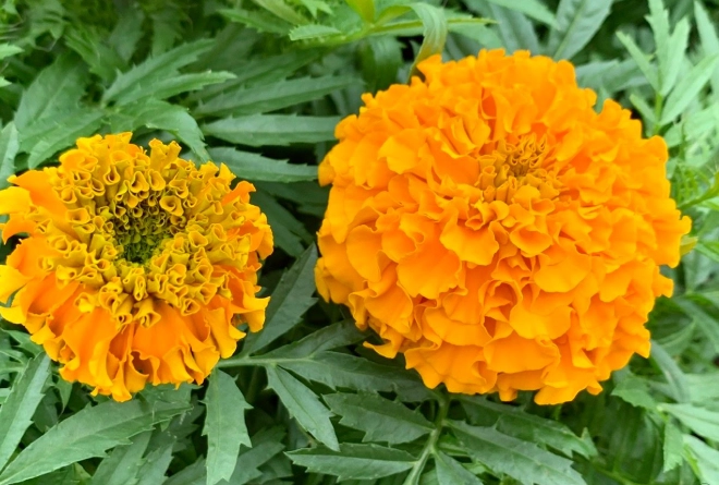 萬壽菊枯萎處理