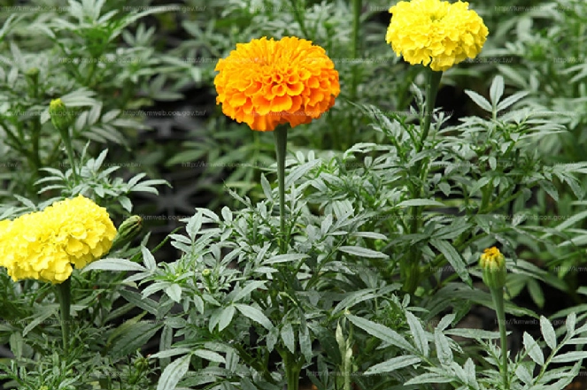 預防萬壽菊發霉
