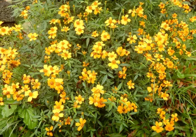 萬壽菊葉片變小原因