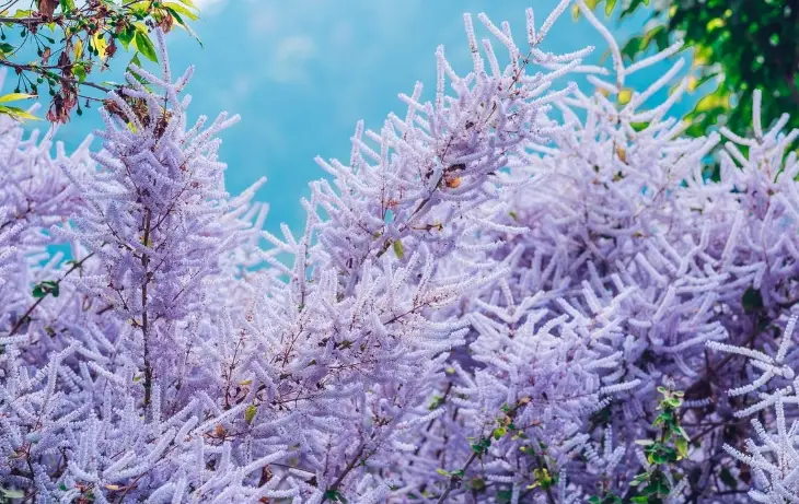 麝香木栽培距離