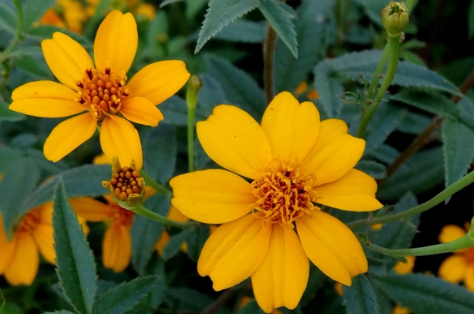 萬壽菊健康益處