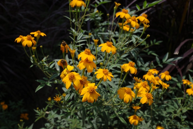 植物葉子變小處理