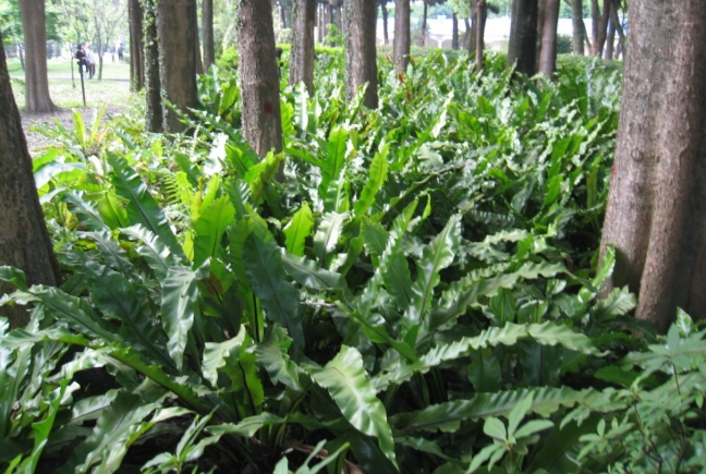 山蘇繁殖方法 山蘇繁殖方法