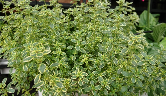 百里香茶怎麼泡