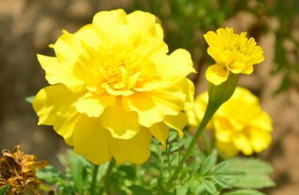 萬壽菊枯萎預防