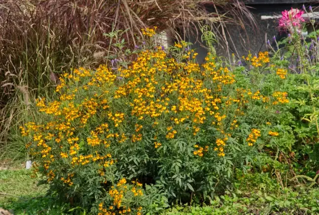 芳香萬壽菊種植