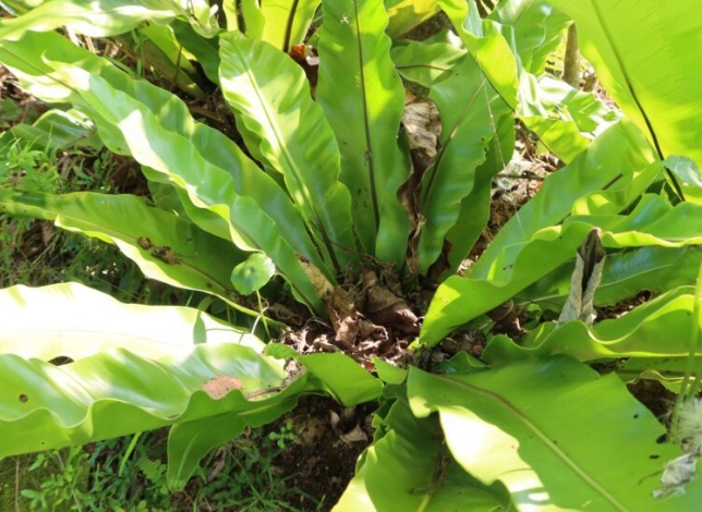 山蘇種植技巧 山蘇種植技巧