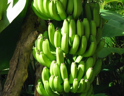 香蕉健康食用時機