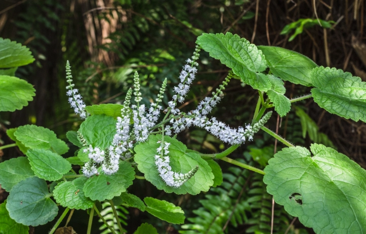 麝香木照顧指南 麝香木照顧指南