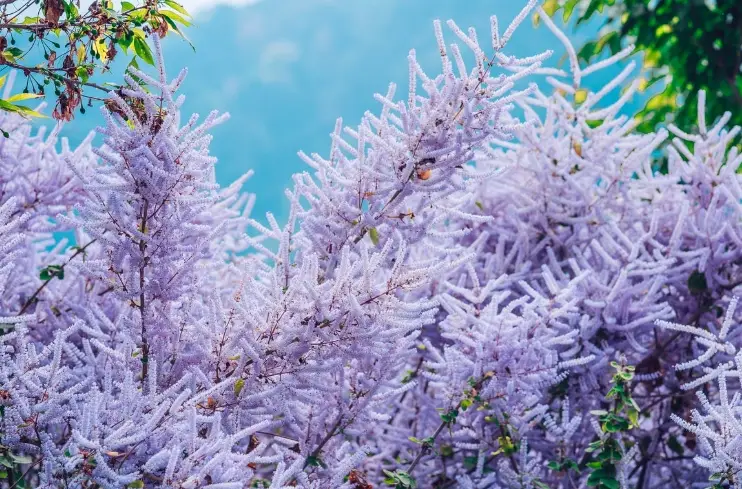 麝香木何時修剪