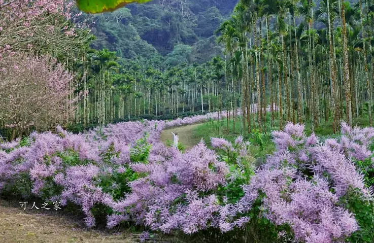 麝香木種植技巧 麝香木種植技巧