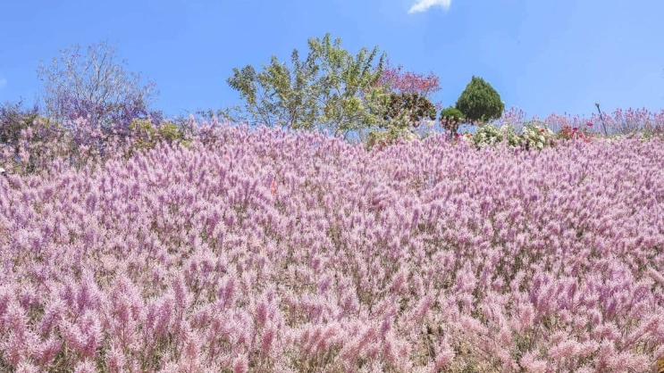 麝香木何時修剪