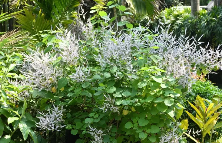 麝香木修剪工具