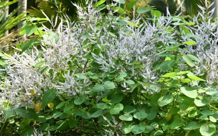 麝香木澆水方法