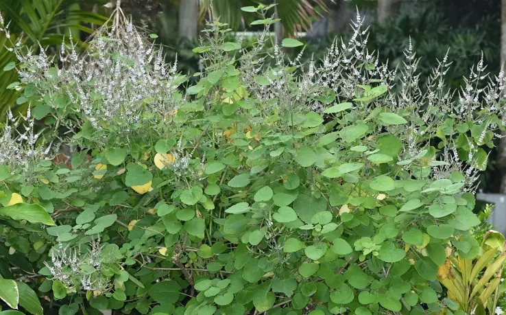 麝香木澆水方法
