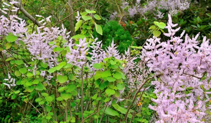 麝香木多久澆一次水