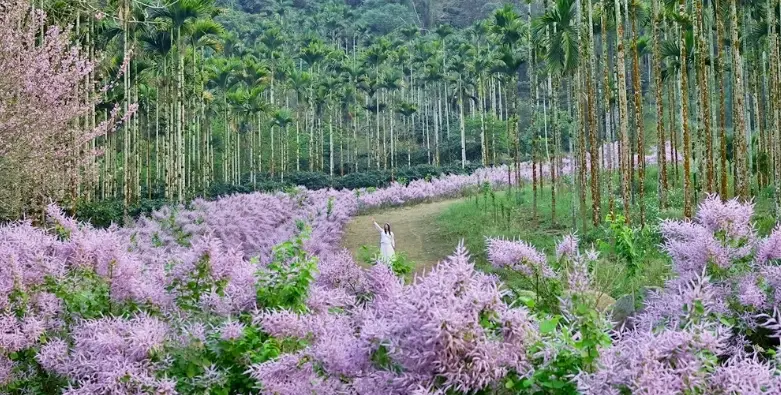 麝香木修剪工具