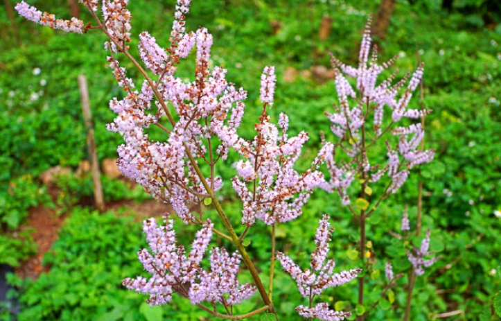 麝香木修剪方法